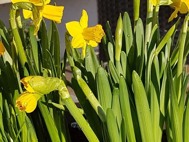 1. Påskedag, gudstjeneste