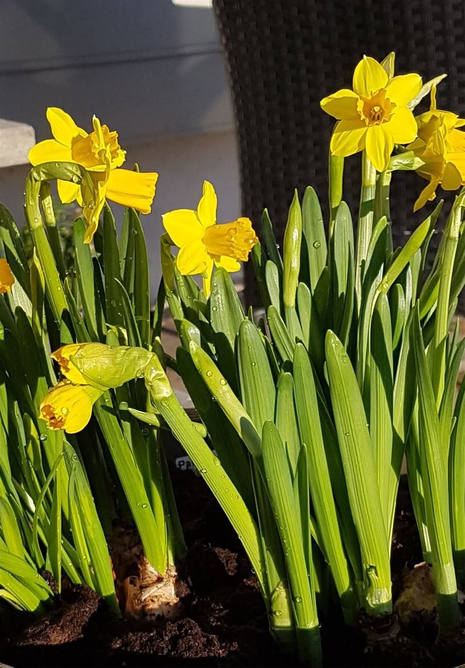 1. Påskedag, gudstjeneste